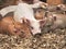 Closeup of pigs laying on straw in a barn