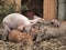 Closeup of pigs laying on straw in a barn