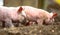 Closeup of pigs playing in mud in a farm