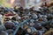 Closeup of a pile of acorns laying on the ground.