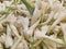 Closeup of the pile of beautiful soft white flowers