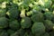 Closeup of the pile of broccoli on the market,Fresh, healthy, organic vegetables such as broccoli for sale at a farmer`s marke at