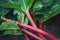 Closeup of a pile of fresh organic healthy spring rhubarb