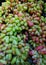 Closeup of a pile of horse milk grapes