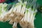 Closeup of pile leeks allium porrum at dutch market stall on green table - Netherlands