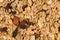 Closeup of a pile of muesli