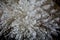 Closeup of a pile of newly-sheared white sheep wool