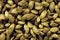 Closeup of pile of pumpkin seeds