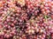 Closeup pile of red grape on tray textured background