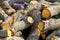 Closeup of a pile of thick sawn oak branches for carpentry, with marks of the sawn cuts