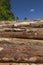 Closeup of pile of trunks of felled trees