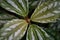 Closeup of Pilea cadierei leaves in a botanical garden