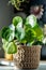 Closeup of Pilea Peperomioides houseplant in cane wicker planter at home. Chinese money plant