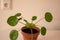 Closeup of Pilea peperomioides houseplant in ceramic flower pot on white table over gray wall at home. Sunlight. Chinese