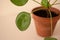 Closeup of Pilea peperomioides houseplant in ceramic flower pot on white table over gray wall at home. Sunlight. Chinese