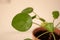 Closeup of Pilea peperomioides houseplant in ceramic flower pot on white table over gray wall at home. Sunlight. Chinese