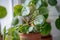 Closeup of Pilea peperomioides houseplant in pot on windowsill at home. Chinese money plant.