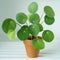 Closeup of Pilea peperomioides houseplant in terracotta pot on white table over gray wall at home