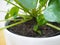 Closeup of a pilea peperomioides or pancake plant