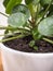 Closeup of a pilea peperomioides or pancake plant Urticaceae