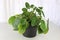 Closeup of a pilea plant against a white background