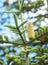 Closeup of a pine cone growing in an evergreen boreal forest with a blurred sky background in Europe. Unique coniferous