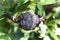 Closeup of a Pine Cone Midget Gall on a Willow