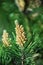 Closeup of a pine tree branch growing in an evergreen boreal forest with copy space and blurred green background in