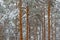 Closeup pine tree forest in a snow