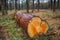 Closeup pine tree trunk lie in a forest