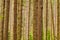 Closeup of pine tree trunks in a forest in spring