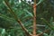 Closeup of a pine tree with webs between the branches in a wild forest. Green vegetation with cobwebs growing in