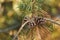 Closeup of Pinecones growing on a pine tree in a quiet forest against a blurry background. Macro details of pine cones