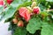 Closeup of pink Abutilon blossoms in spring