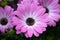 Closeup of pink african daisies