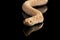 Closeup Pink Albino Western Hognose Snake, Heterodon nasicus isolated black