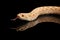 Closeup Pink Albino Western Hognose Snake, Heterodon nasicus isolated black