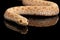 Closeup Pink Albino Western Hognose Snake, Heterodon nasicus isolated black