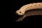 Closeup Pink Albino Western Hognose Snake, Heterodon nasicus isolated black