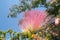 Closeup pink Albizia flower in the garden