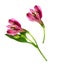 Closeup of pink alstroemeria flowers