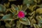 Closeup of a pink Aptenia blossom with leaves in the background