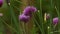 Closeup of Pink Aster Flowers