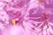 Closeup of Pink azalea flowers stamen in spring