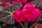 Closeup of pink begonia