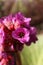 Closeup of pink Bergenia crassifolia blossom