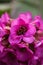 Closeup of pink Bergenia crassifolia blossom