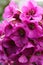 Closeup of pink Bergenia crassifolia blossom