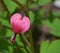 Closeup from a pink blossom of a bleeding heart [Lamprocapnos spectabilis]