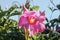 Closeup of pink blossom on mandevilla vine with sunburst yellow center against blurred garden background